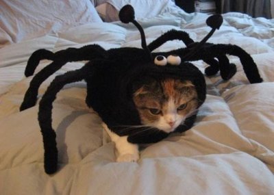 spidercat.jpg