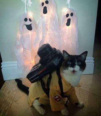 ghostbustercat.jpg