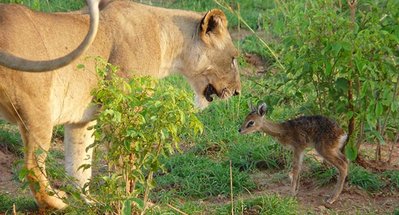 africa-2074925_1280.jpg