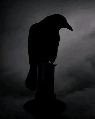 518392360_4307016746285906_4383588486987856839_n RAVEN.jpg