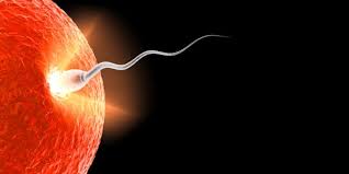 inseminazione dell'ovulo.jpg