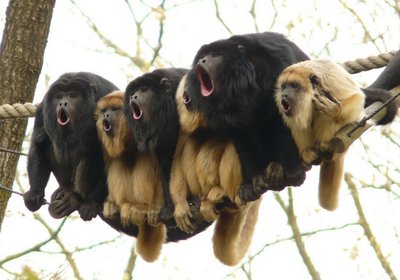 Howling-Monkeys.jpg