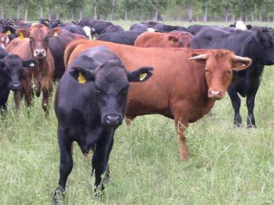 bovino.jpg