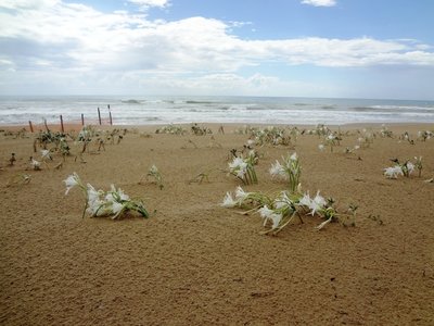 Gugli sulla spiaggia Siculiana.jpg