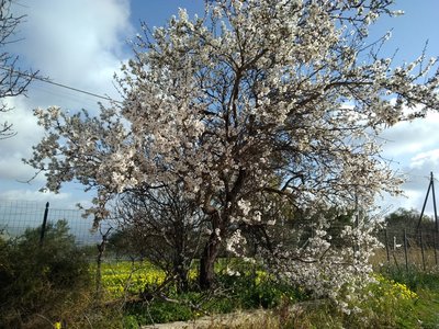 Mandorlo in fiore.jpg