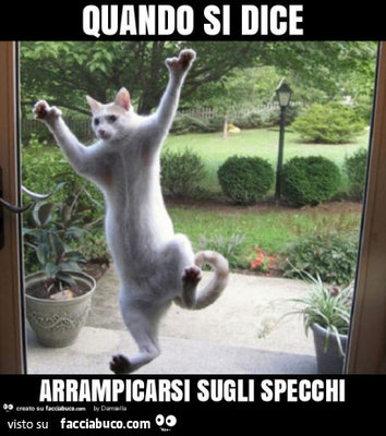 6468623446-quando-si-dice-arrampicarsi-sugli-specchi-4-ventose-sarebbero-gradite_a.jpg