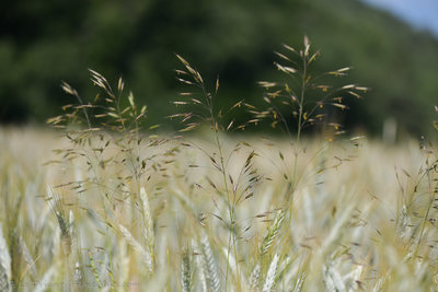 Bromus.jpg