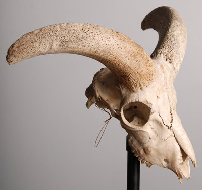 animal_skull_04_by_tpenttil-d5gkrzc.jpg