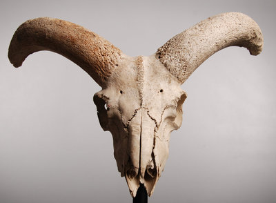 animal_skull_06_by_tpenttil-d5gkrxf.jpg