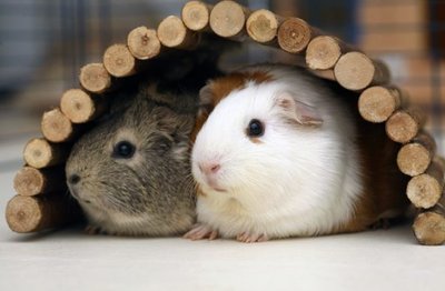 interesting-guinea-pig-behavior-fact-595x390.jpg