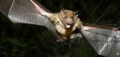 pipistrello.jpg