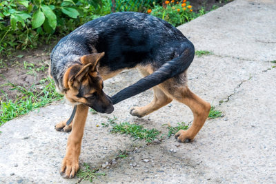 Cane-mode-coda.jpg