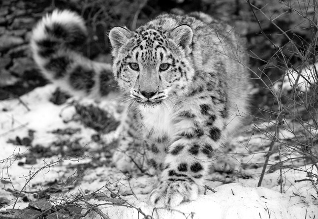 20121226184925_leopardo